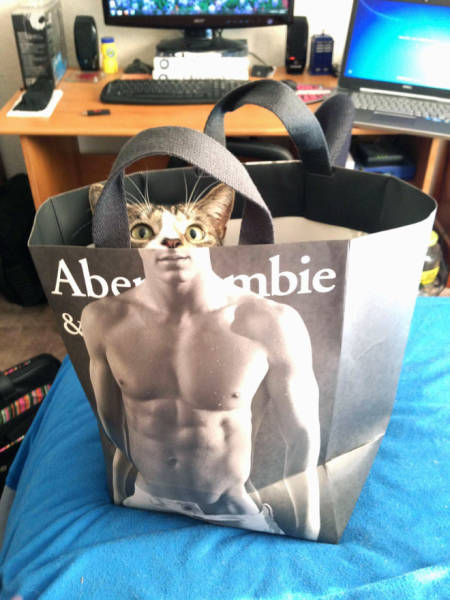These Cats Have Been Working Out!