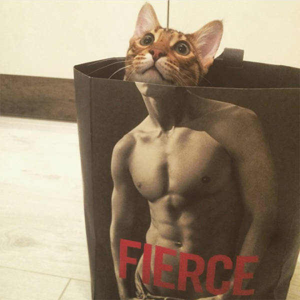 These Cats Have Been Working Out!