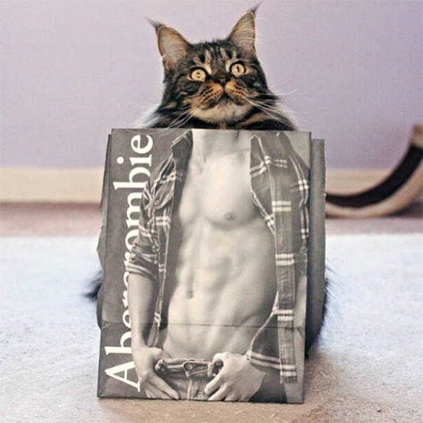 These Cats Have Been Working Out!