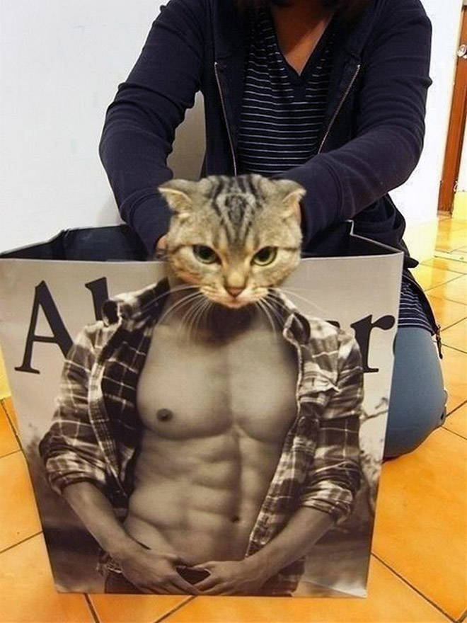 These Cats Have Been Working Out!