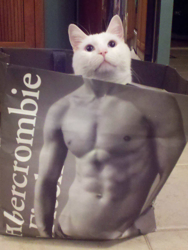 These Cats Have Been Working Out!