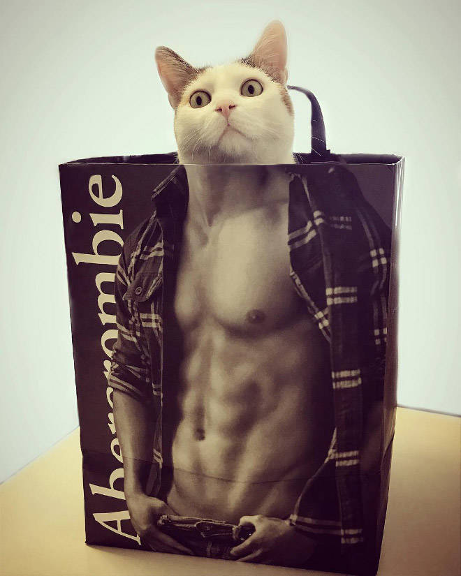 These Cats Have Been Working Out!