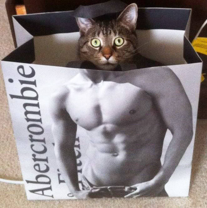 These Cats Have Been Working Out!