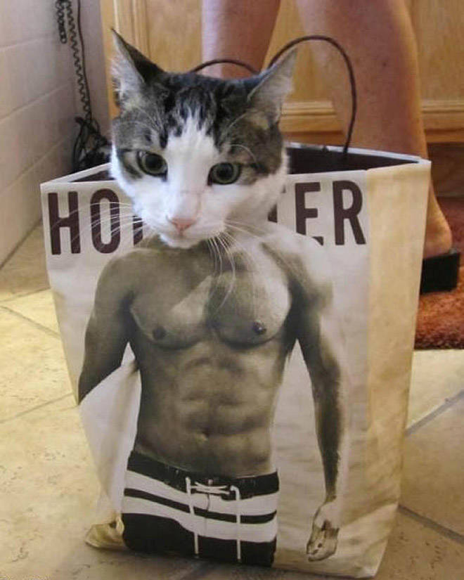 These Cats Have Been Working Out!