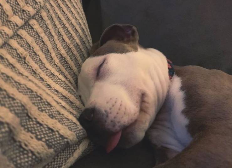 This Dog Uses Other, Fluffier, Dogs As Pillows