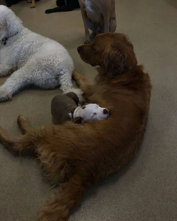 This Dog Uses Other, Fluffier, Dogs As Pillows
