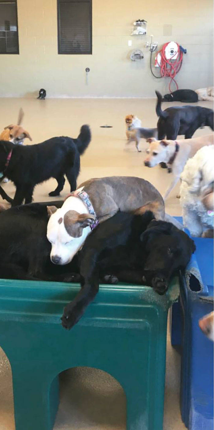 This Dog Uses Other, Fluffier, Dogs As Pillows