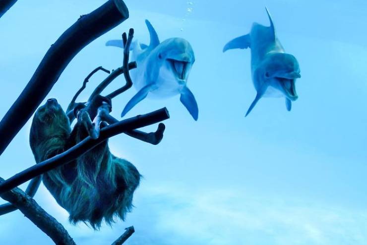 Who Knew Dolphins Liked Sloths So Much…