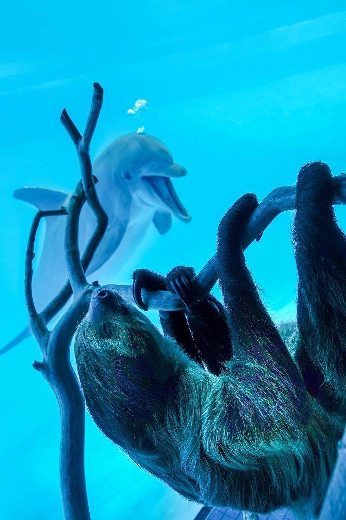 Who Knew Dolphins Liked Sloths So Much…