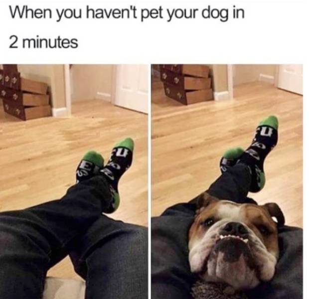 Memes For Those Who Love Dogs