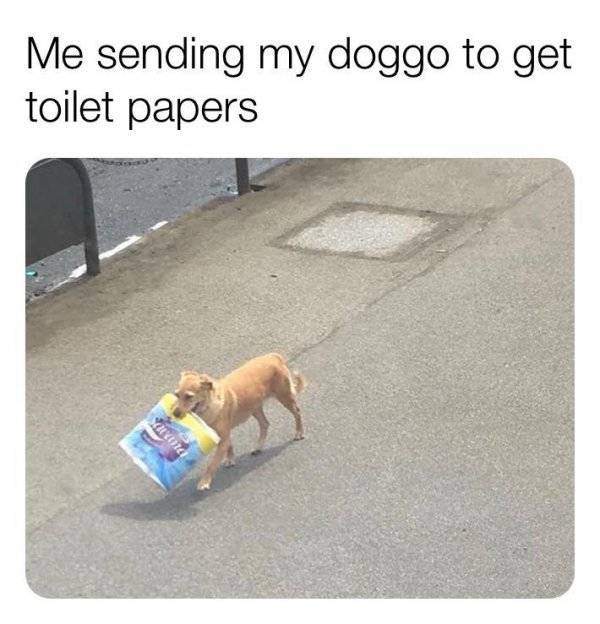 Memes For Those Who Love Dogs