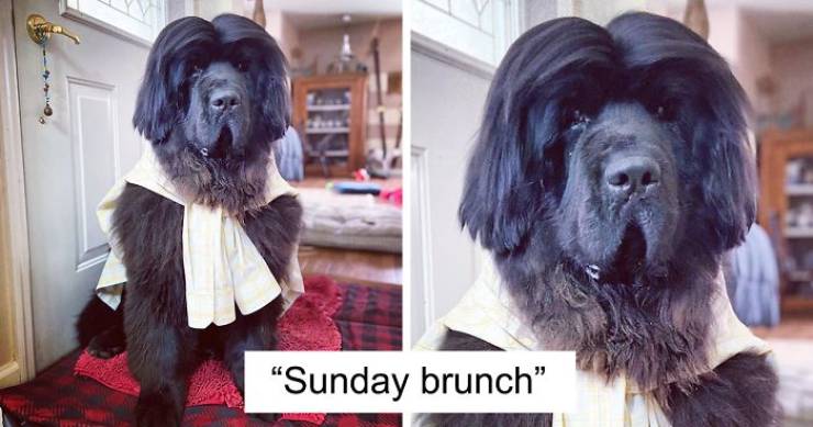 Hank The Newfoundland Becomes A Top Model During Quarantine Thanks To His Owner