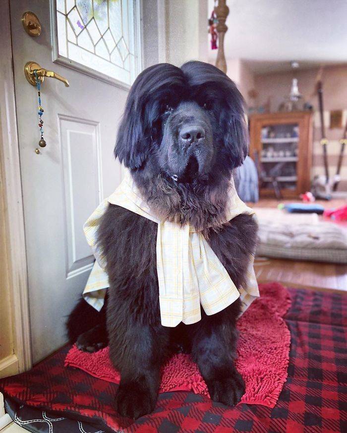 Hank The Newfoundland Becomes A Top Model During Quarantine Thanks To His Owner