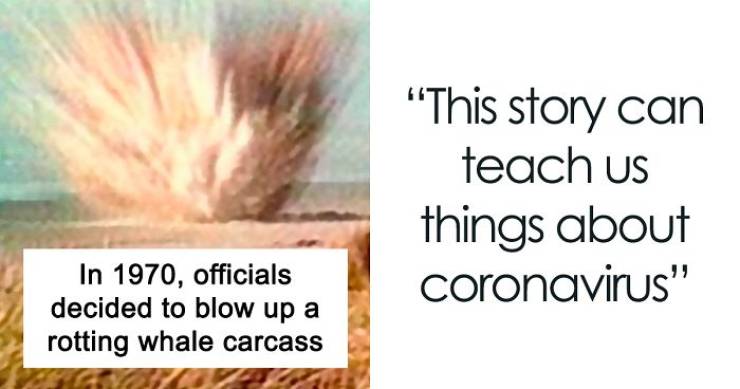A Blown Up Whale Can Teach Us About Coronavirus. This Guy Explains How