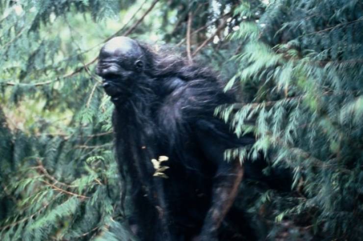 Big-Footed Facts About The Legend Of Bigfoot