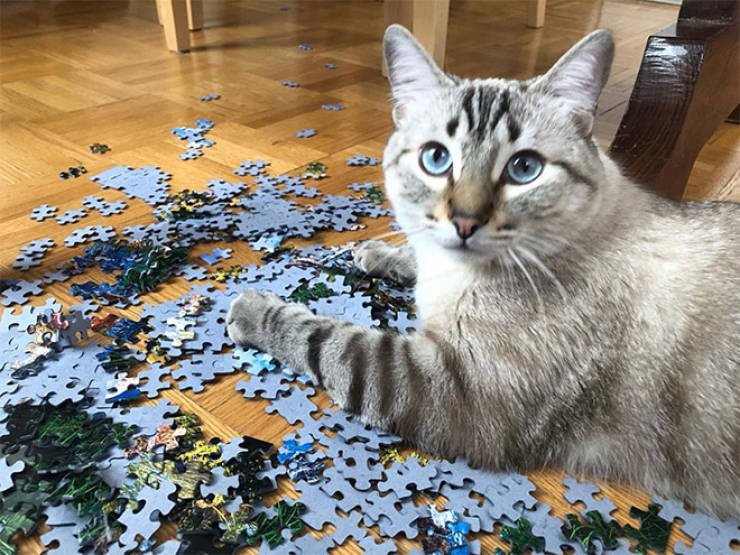 Cats Are Absolute Beasts At Puzzle Solving!