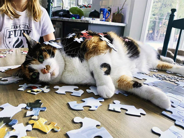 Cats Are Absolute Beasts At Puzzle Solving!