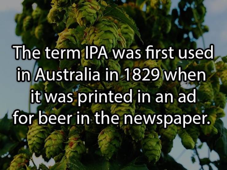 Let’s Brew Up Some Beer Facts