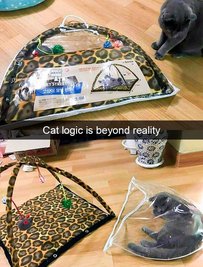 Time For Cat Snapchats!