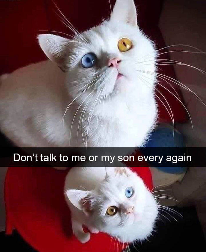 Time For Cat Snapchats!