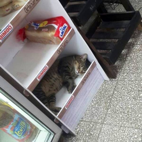 Cats Definitely Own These Shops...