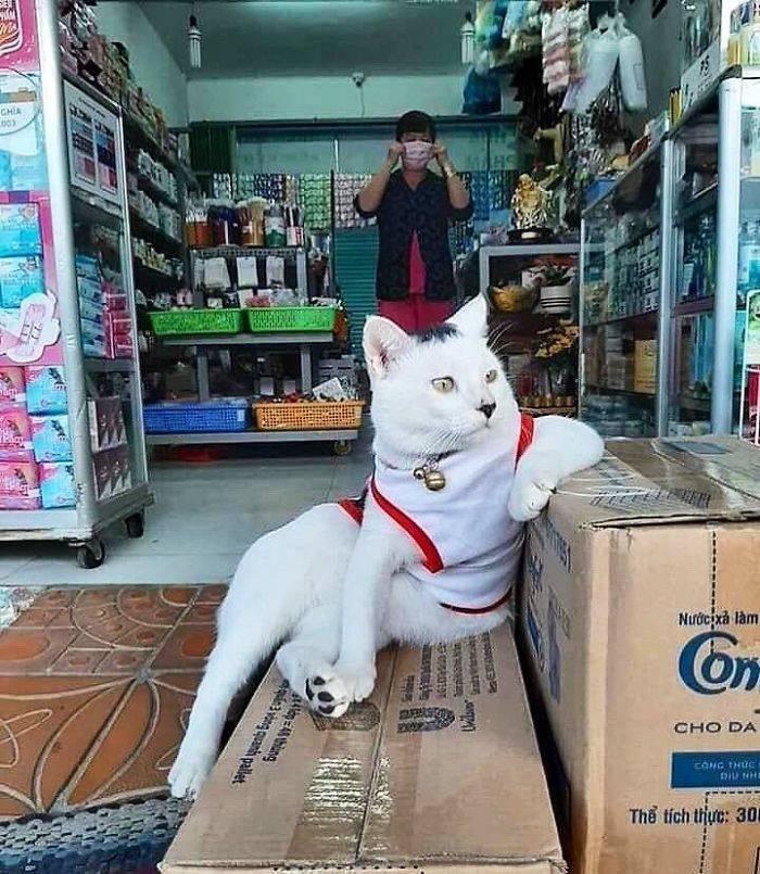 Cats Definitely Own These Shops...