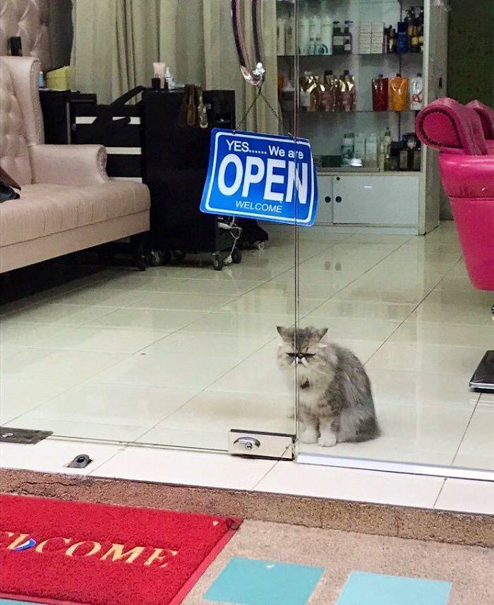Cats Definitely Own These Shops...