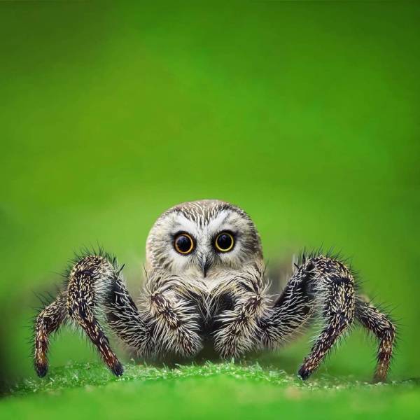 If Animals Were Combined In Most Unsuspected Ways