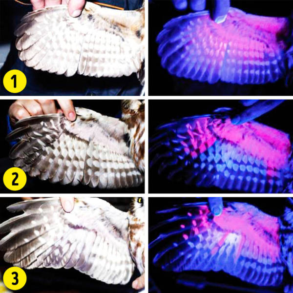 Ultraviolet Light Changes Everything