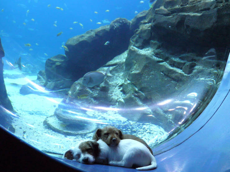 Kittens And Puppies On A Fantastic Aquarium Adventure