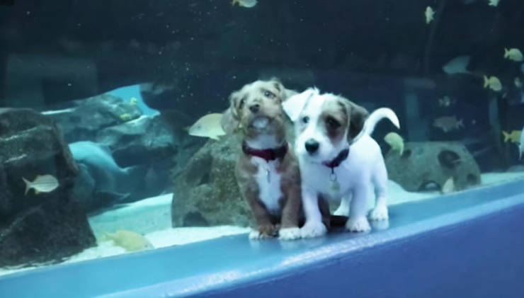 Kittens And Puppies On A Fantastic Aquarium Adventure