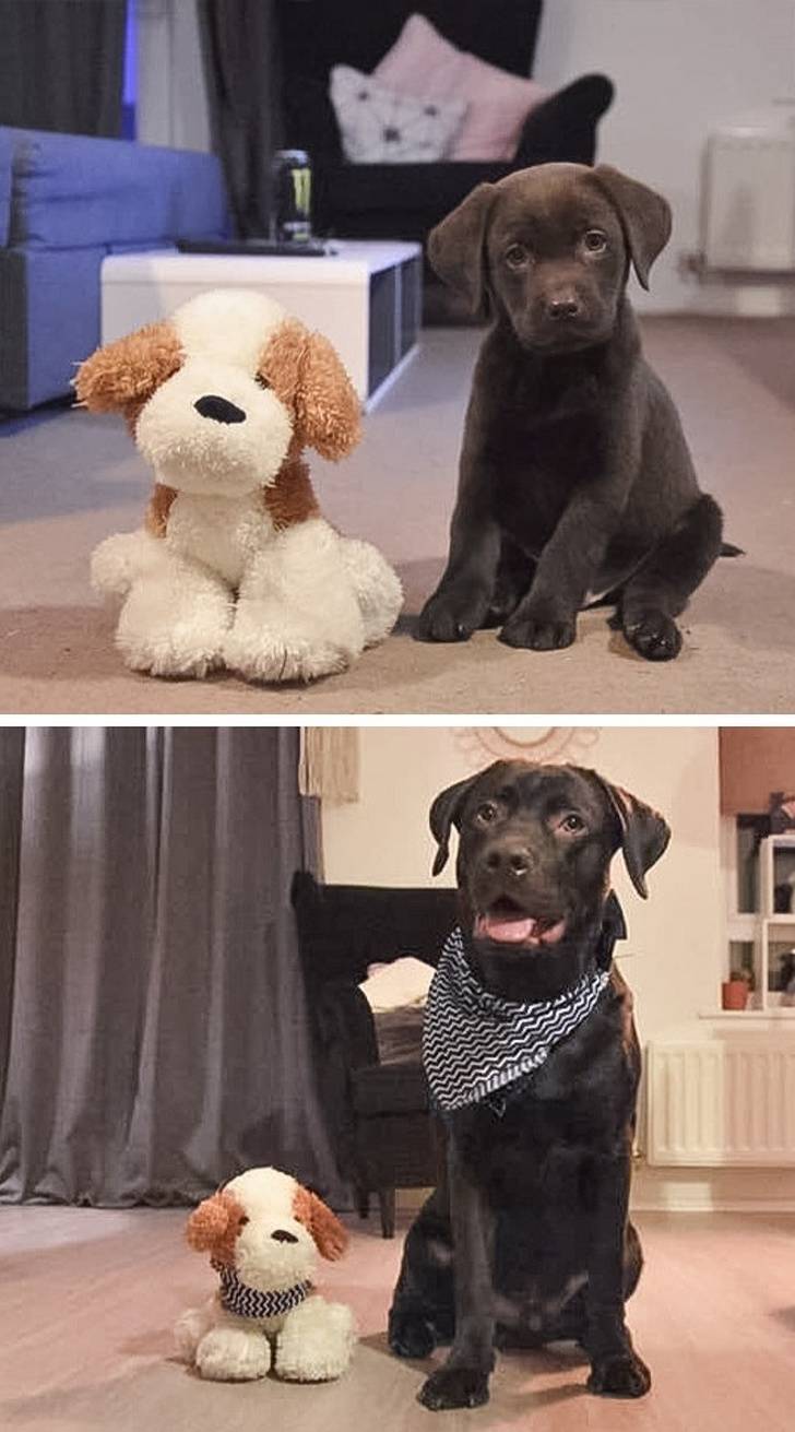 Our Pets Grow Up So Fast!