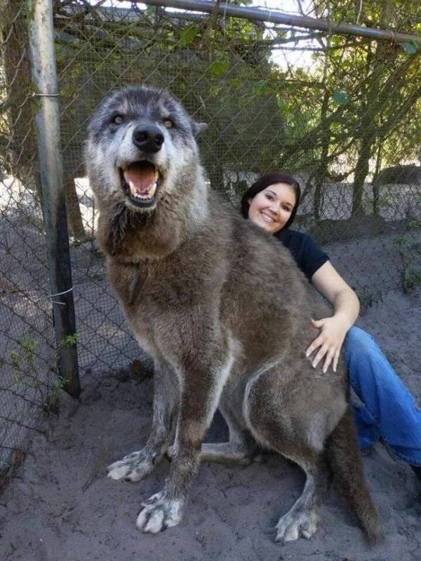 They Are HUGE! (30 pics) - Izismile.com