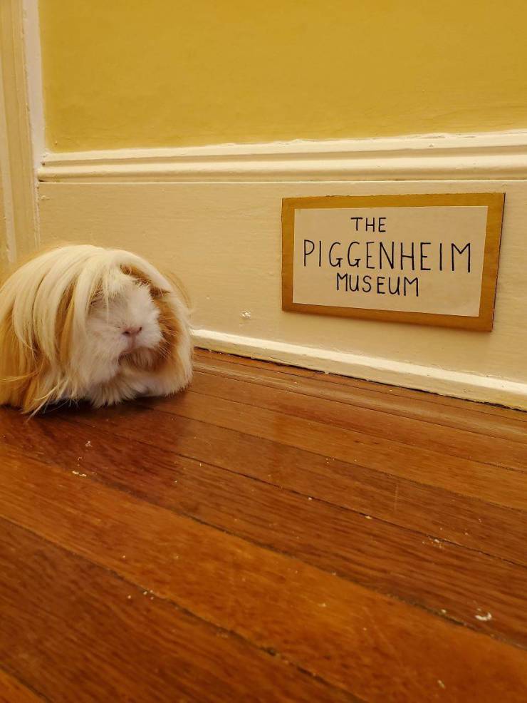 This Guinea Pig Has Its Own Fine Art Museum!