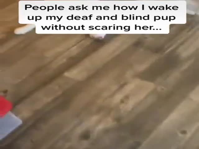 Waking Up A Deaf & Blind Dog