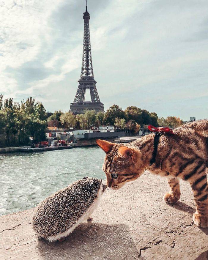 Let’s Go On A Journey With This Hedgehog And His Bengal Cat Friend