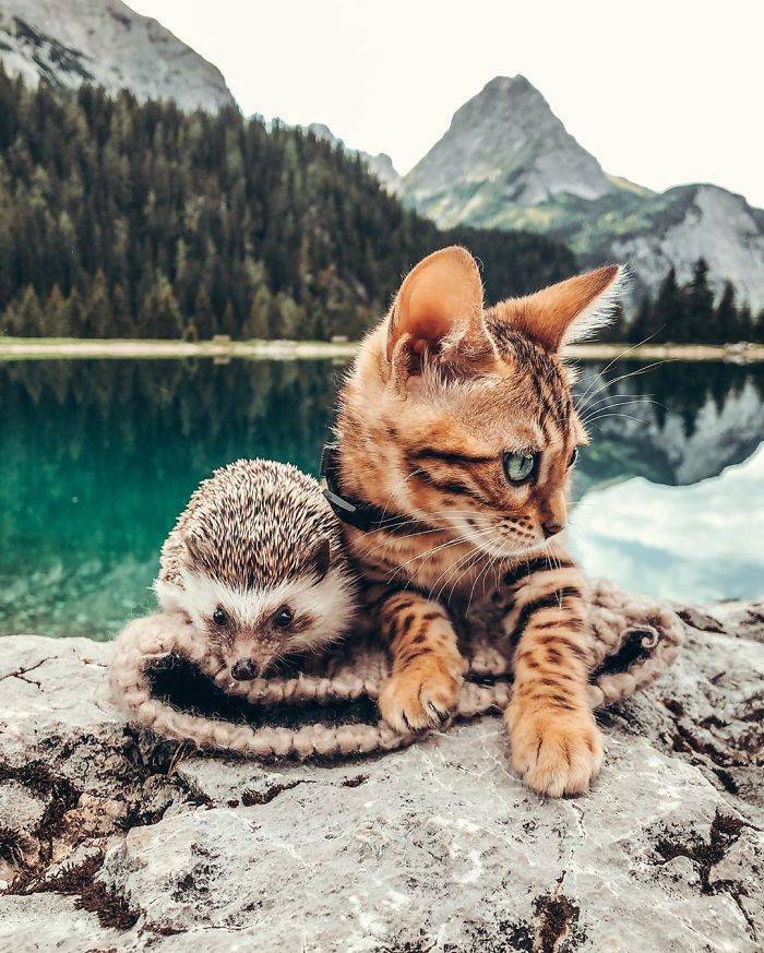 Let’s Go On A Journey With This Hedgehog And His Bengal Cat Friend