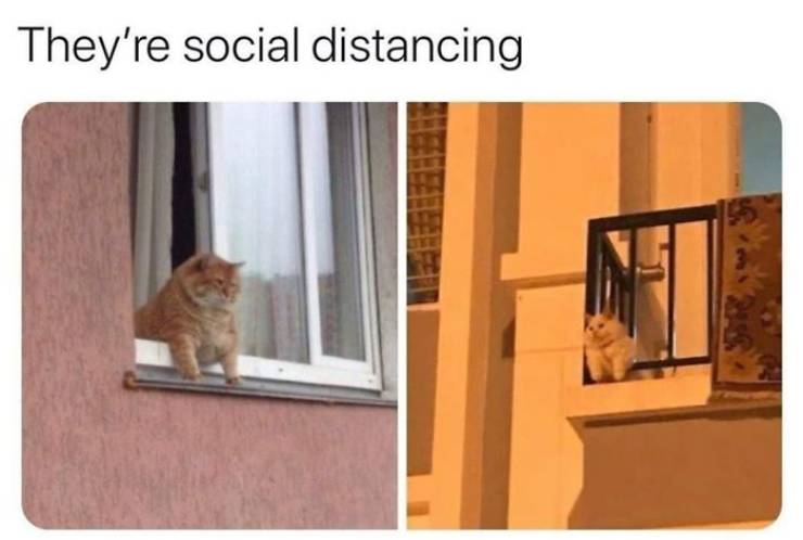 Even Animals Are Better At Social Distancing Than Humans!