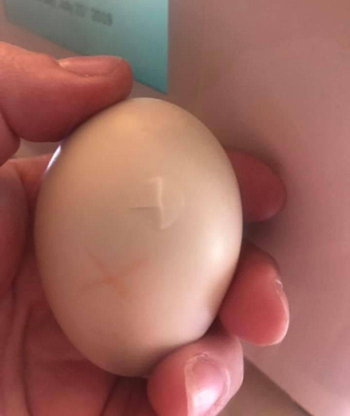 Woman Saves A Duck Egg Cracked By Kids, Carries It In Her Bra For More Than A Month