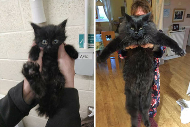Cats Before And After Adoption