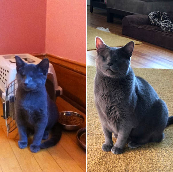 Cats Before And After Adoption