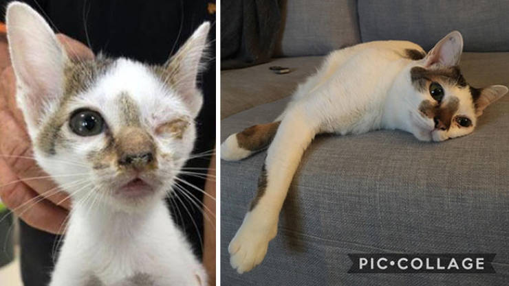 Cats Before And After Adoption