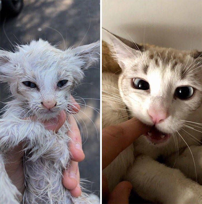 Cats Before And After Adoption