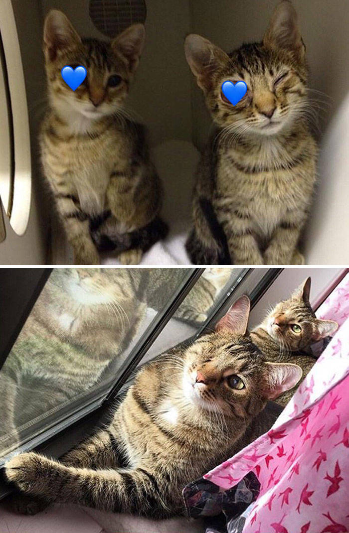 Cats Before And After Adoption