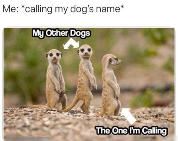 These Dog Memes Are Ruff