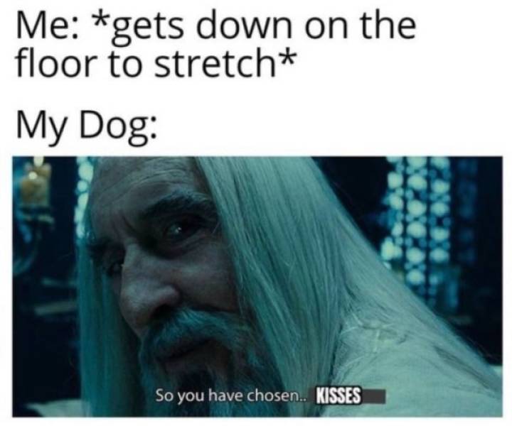 These Dog Memes Are Ruff