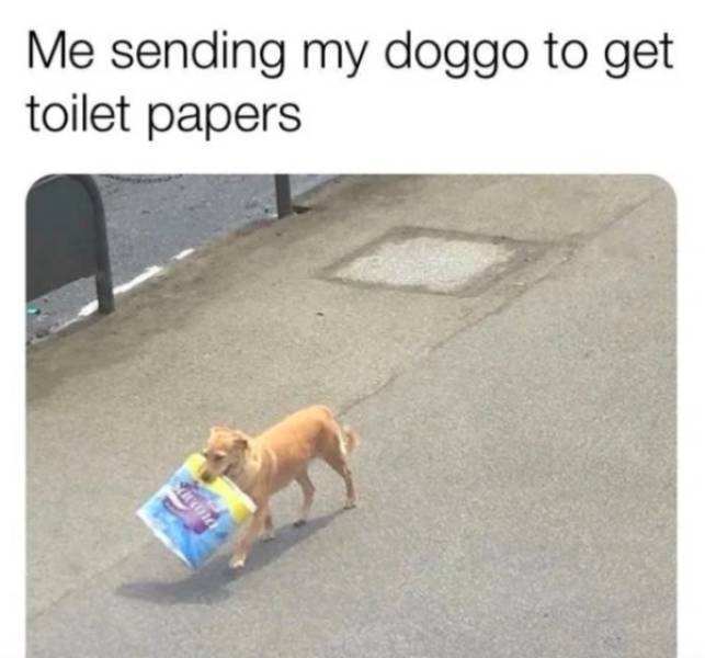 These Dog Memes Are Ruff