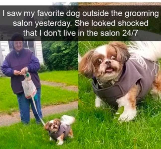 These Dog Memes Are Ruff (30 pics) - Izismile.com