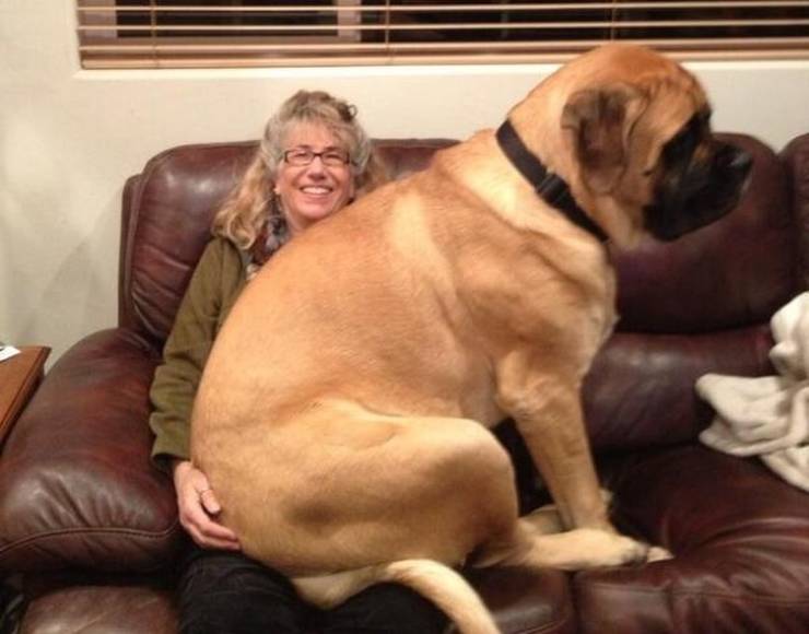 These Dogs Are HUGE!