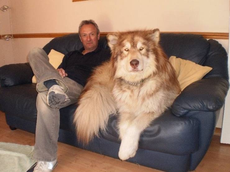 These Dogs Are HUGE!